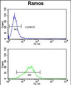 RPS9 Antibody (C-term)